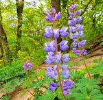 Load image into Gallery viewer, Wild Lupine (Lupinus perennis)
