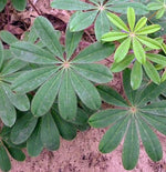 Load image into Gallery viewer, Wild Lupine (Lupinus perennis)
