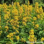 Load image into Gallery viewer, Wild Senna (Senna hebecarpa)
