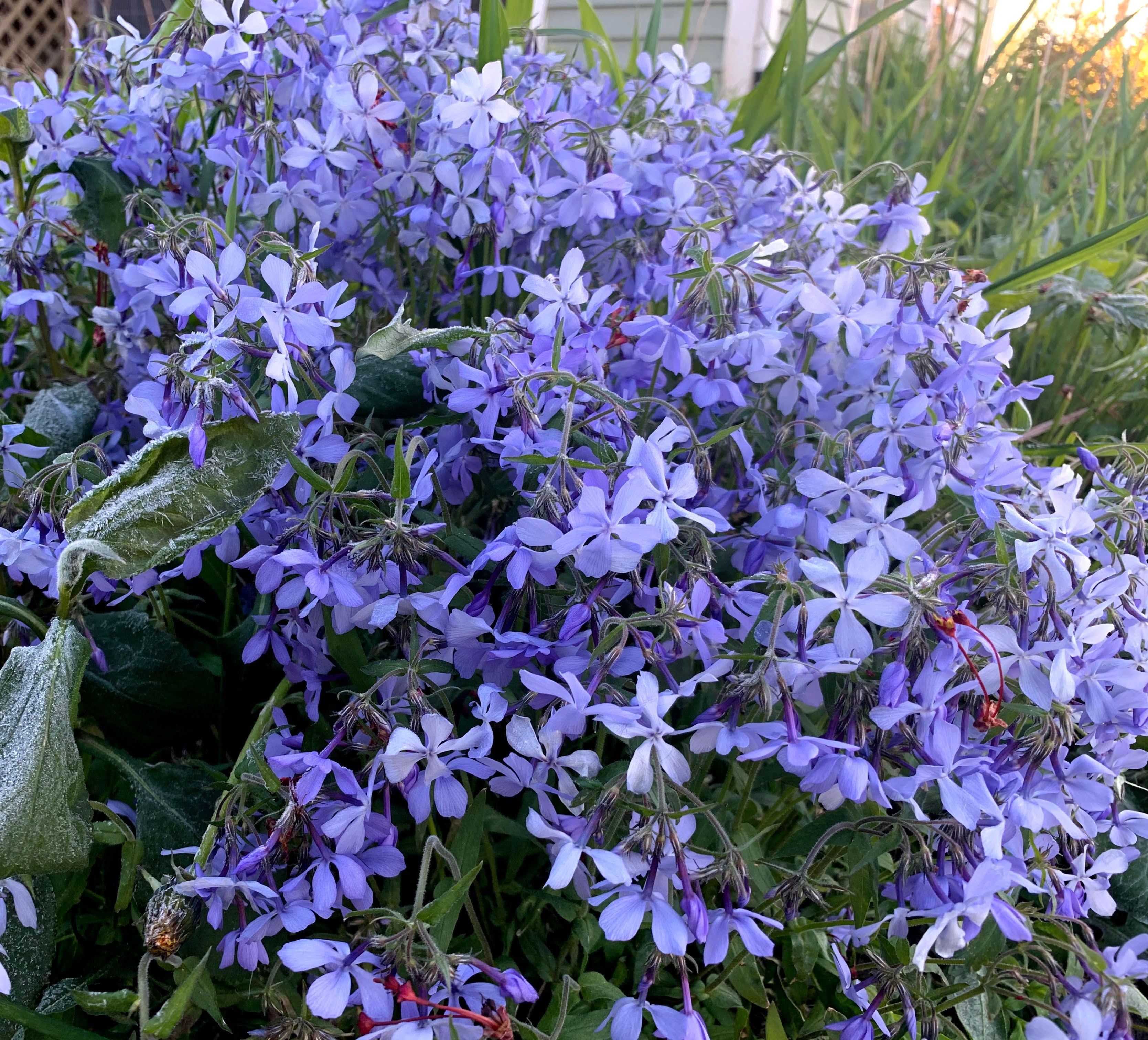 Woodland Phlox (Phlox divaricata)