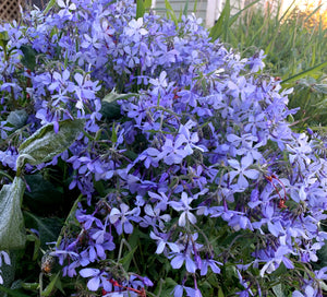 Woodland Phlox (Phlox divaricata)