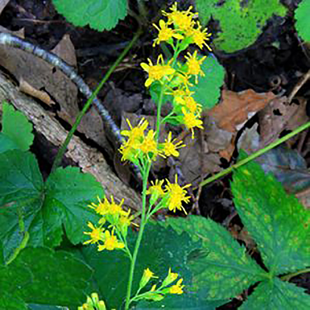 Broad-Leaved (Zigzag) Goldenrod (Solidago flexicaulis)