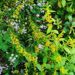 Load image into Gallery viewer, Broad-Leaved (Zigzag) Goldenrod (Solidago flexicaulis)
