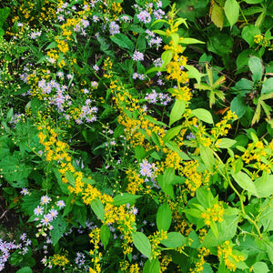 Broad-Leaved (Zigzag) Goldenrod (Solidago flexicaulis)