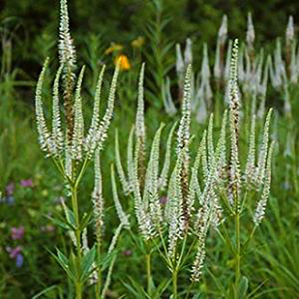 Culver's Root (Veronicastrum virginicum)