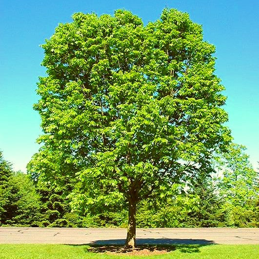 Hackberry (Celtis occidentalis)