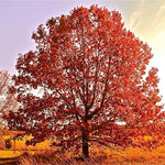Load image into Gallery viewer, Red Oak (Quercus rubra)
