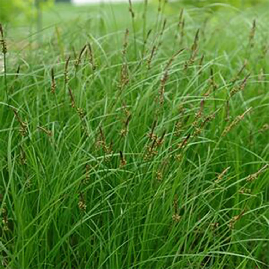 Pennsylvania Sedge (Carex pensylvanica)
