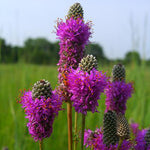 Load image into Gallery viewer, Sun Garden Kit: Pocket Prairie!

