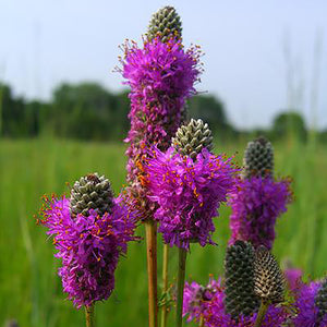 Purple Prairie Clover (Dalea purpurea)
