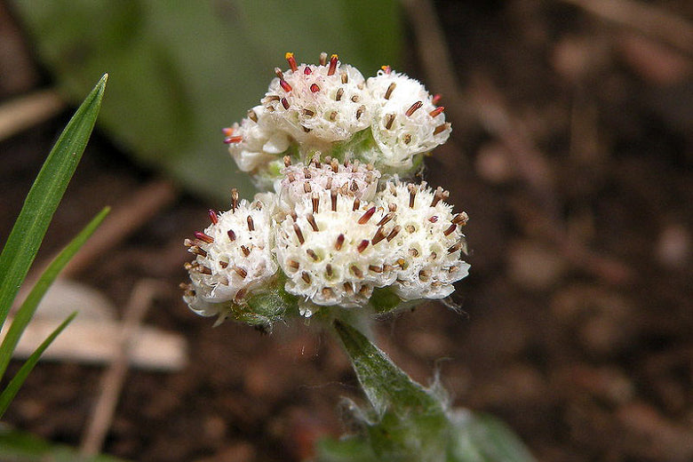 Pussytoes (Antennaria plantaginifolia)