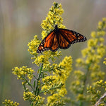 Load image into Gallery viewer, Sun Garden Kit: Pocket Prairie!
