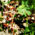 Load image into Gallery viewer, Spring Beauty (Claytonia virginica)
