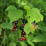 Load image into Gallery viewer, American Black Currant (Ribes americanum)
