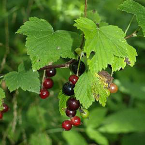 American Black Currant (Ribes americanum)