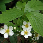 Load image into Gallery viewer, Wild Strawberry (Fragaria virginiana)
