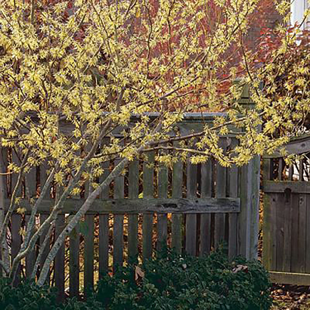Hamamelis virginiana: 'Witch Hazel', College of Agriculture, Forestry and  Life Sciences